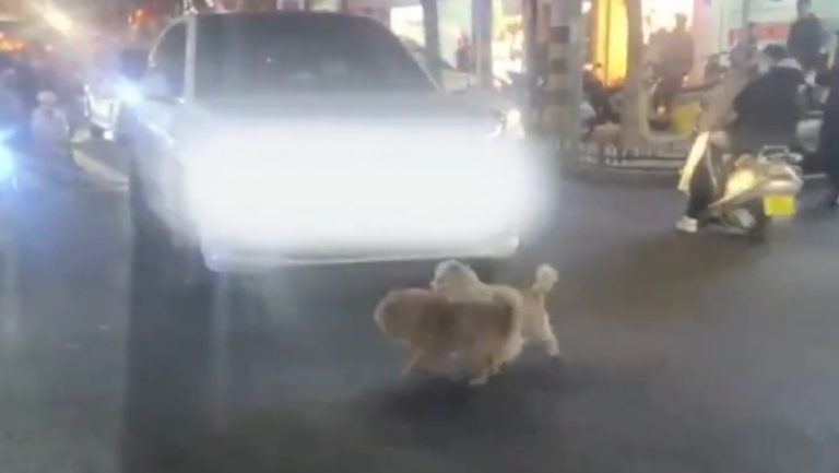 兩隻小狗掐架導致堵車 因太萌沒人勸架（視頻）