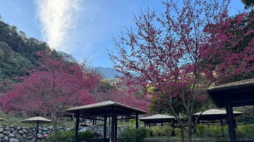 八仙山山樱花盛开 赏樱赏鸟正是时候