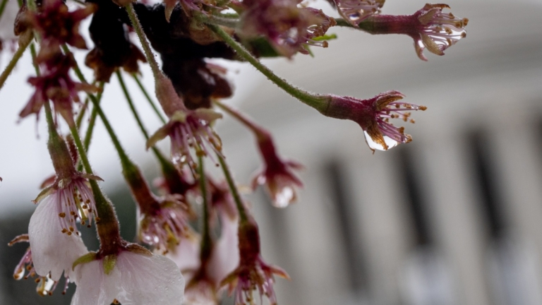 今年雨水節氣晚 「最怕雨水一日晴」有何預兆？