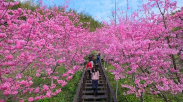 阿里山花季3/10开跑 林保署：低温预期花况更灿烂