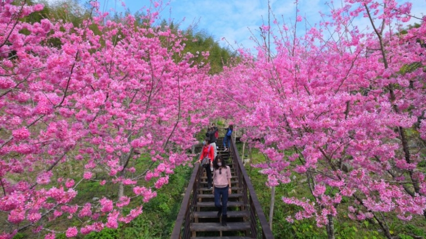 阿里山花季3/10开跑 林保署：低温预期花况更灿烂