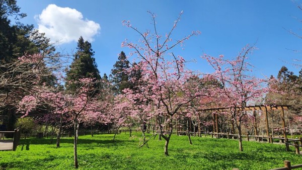 阿裡山花季3/10開跑 林保署：低溫預期花況更燦爛