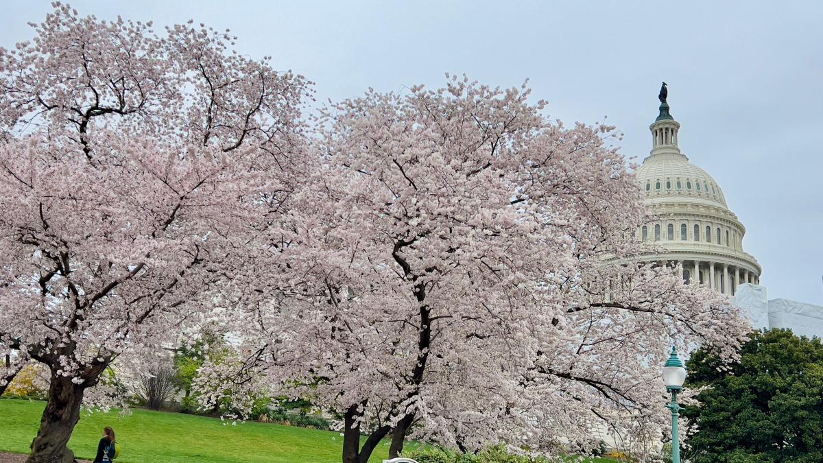 【生活智慧】美國華盛頓DC櫻花期至 賞櫻攻略必看