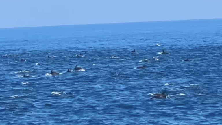 基隆外海逾200隻海豚 船長：近10年來看到最大群