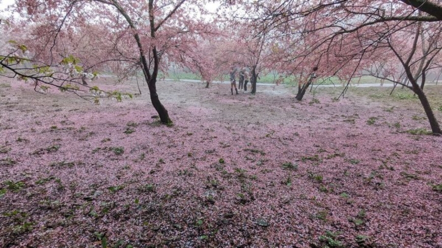 突来一场骤雨 打落武陵、福寿山农场樱花满地缤纷