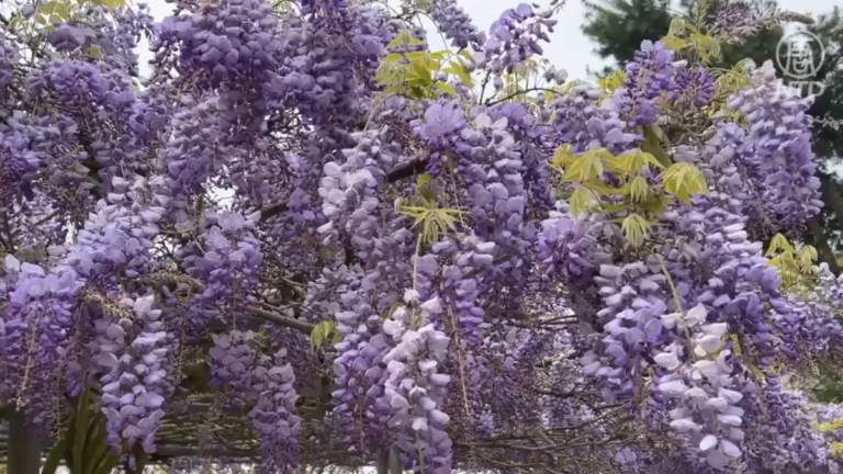 季節限定 嘉義瑞里紫藤花季浪漫登場