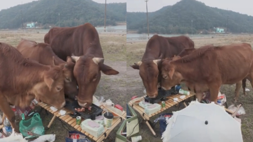 浙江女子露营烤肉 突然被闯入牛群吃光（视频）