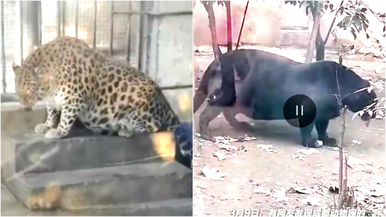 成都動物園黑豹超胖 肚子拖地 引發熱議