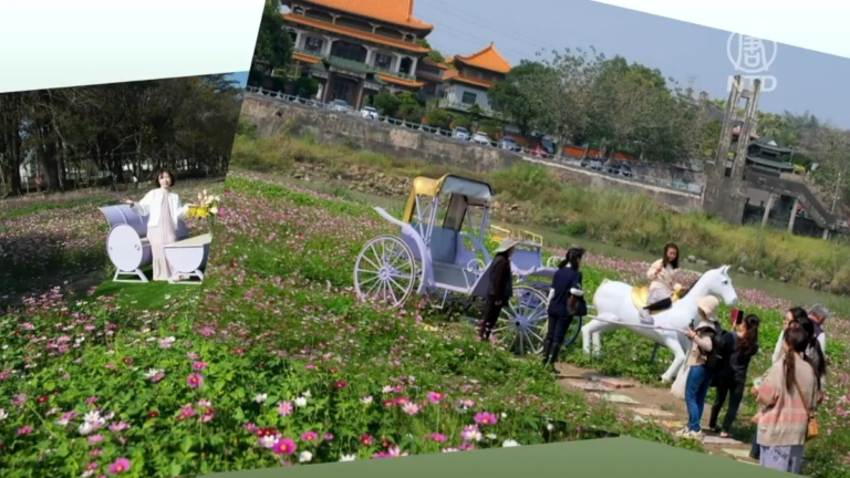 嘉義中埔賞花趣 高空焰火秀絢麗奪目迎賓