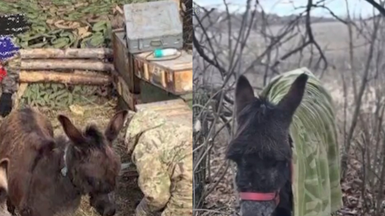 俄烏前線現奇觀：對抗無人機 俄軍重返馬背