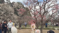 「梅花祭」 賞梅品梅感受日本百年文化氛圍