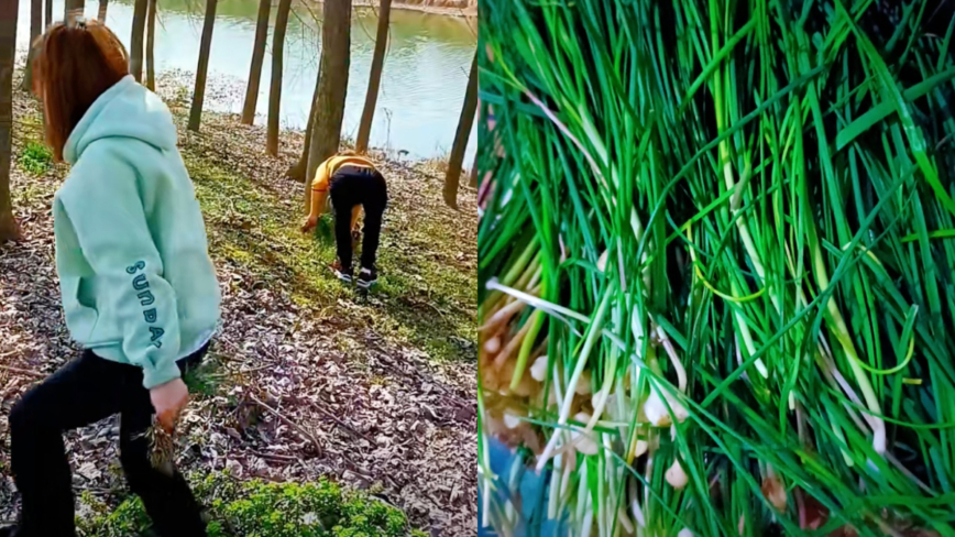 中国年轻人流行挖野菜 解压又省钱