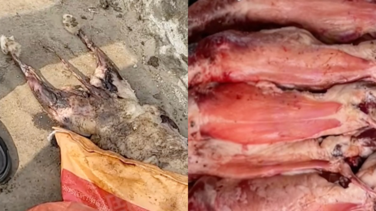 中國假牛羊兔狗肉泛濫 狐貉肉冒充銷往多地餐廳