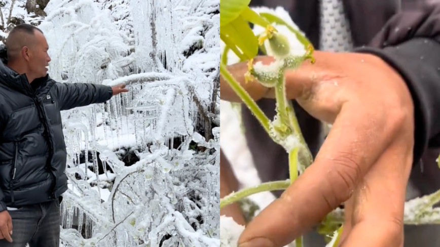 四川3月罕见降暴雪 核桃、青花椒全冻死（视频）