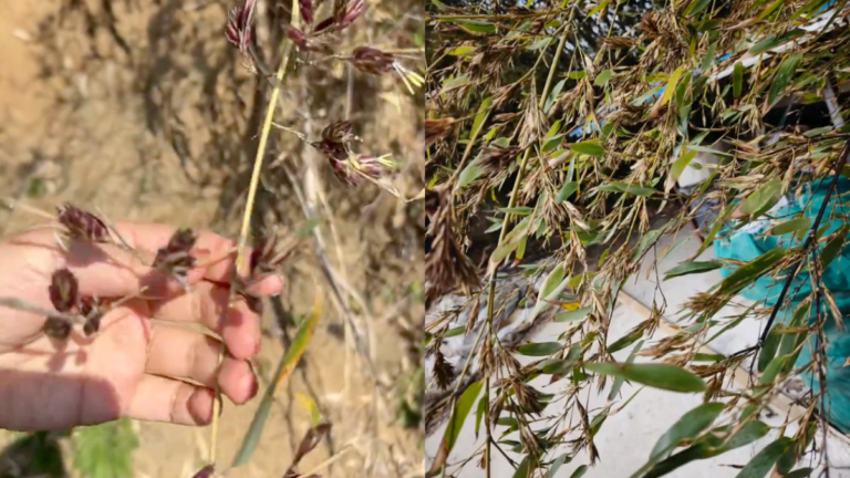 中國多地竹子開花 預言大災將至（視頻）