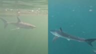 【短訊】巴西海灘：世界游泳最快鯊魚 時速70公里