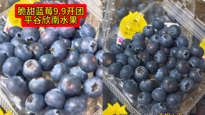 中國藍莓價格大跌 女子連吃兩天 胃堵「石牆」