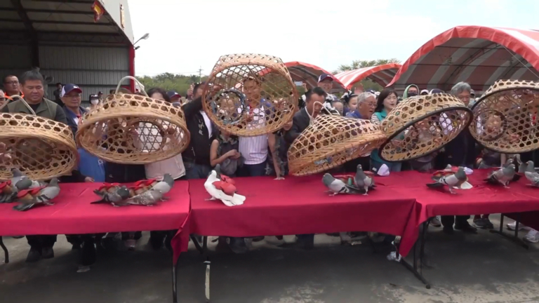 「鴿」要高飛！嘉義義竹鴿笭文化祭開籠了