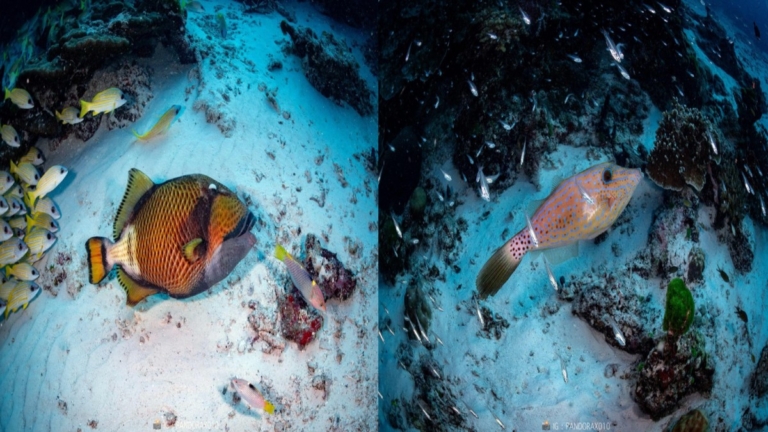 魚知道地震嗎？泰學者揭魚群「躺平」避震