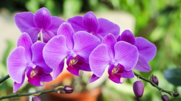如何讓蘭花一年到頭都能開花？