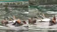 西湖一隻鴛鴦被射殺 同伴守護試圖喚醒它（視頻）