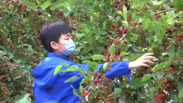 紫紅寶石上市 嘉義義竹「桑椹文化節」開跑