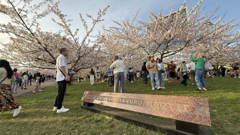 立陶宛公園櫻花盛開 背後藏「日本的辛德勒」救人故事