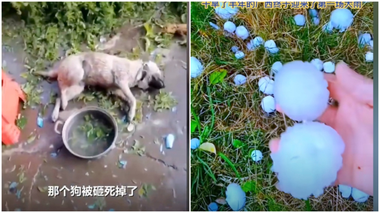 乾旱半年後廣西下雞蛋大冰雹 有狗被砸死（視頻）
