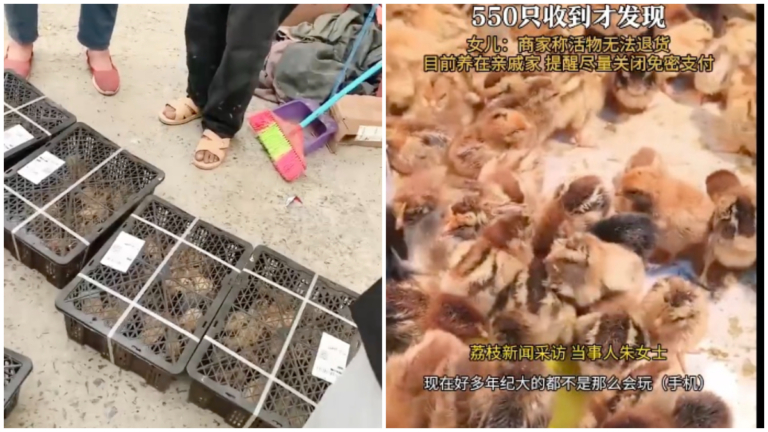 點一下手機被陸續下單 安徽老人收到550隻小雞仔