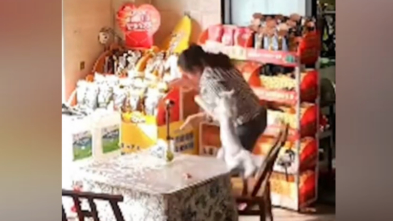 主人被養4年的貓狂咬渾身是傷 視頻曝光
