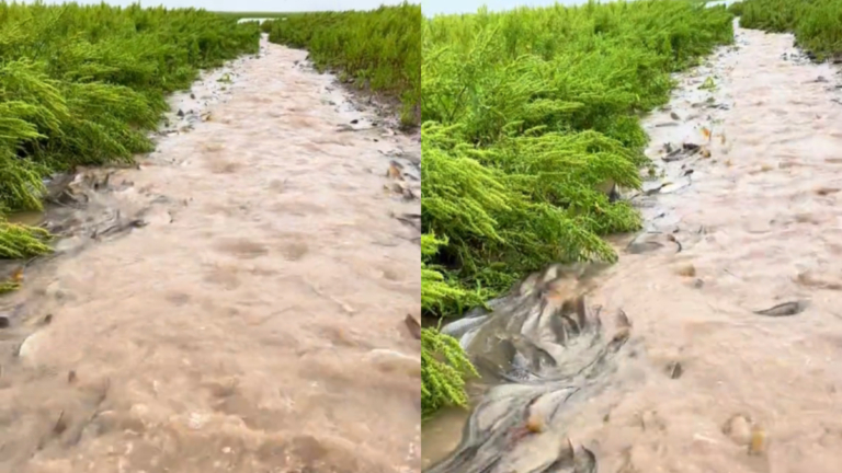 湖南岳陽大量鯉魚「躍龍門」 場面壯觀（多視頻）