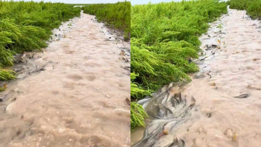 湖南岳阳大量鲤鱼“跃龙门” 场面壮观（多视频）