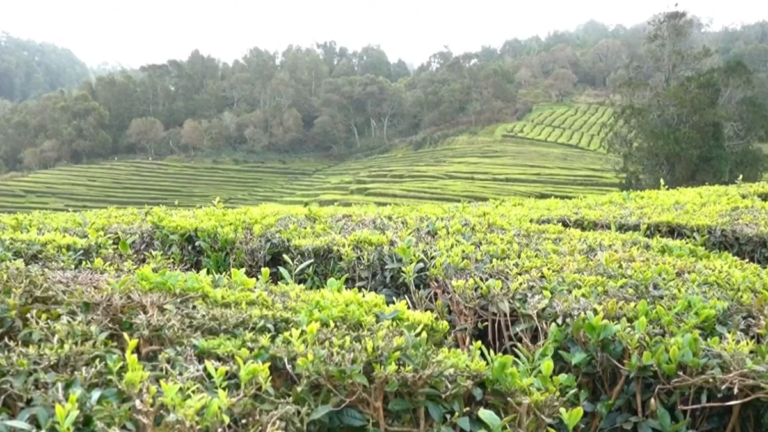 百年茶香不散 探訪歐洲最古老的茶園
