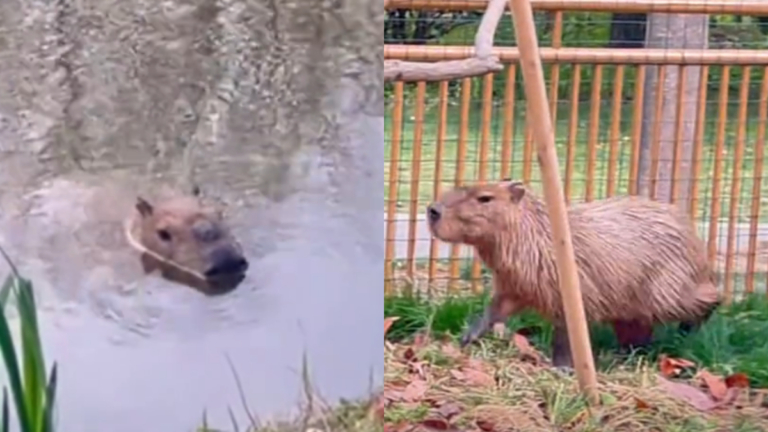 揚州動物園3只水豚集體「越獄」呆萌影片熱傳（視頻）