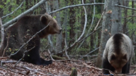 受虐棕熊重获新生 保加利亚保护区守护25年