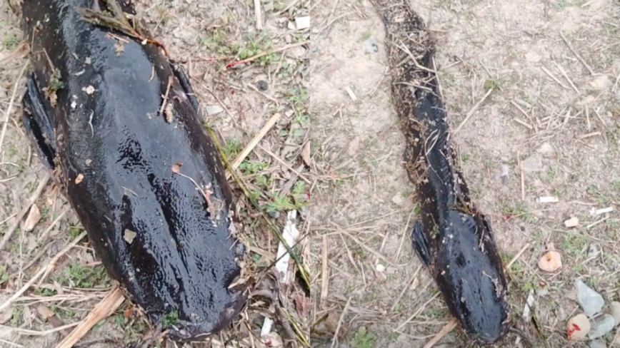 大连水库现成群超大怪鱼 长着“胡子”（视频）