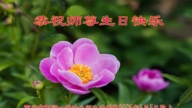 西安法輪功學員慶祝世界法輪大法日(18條)