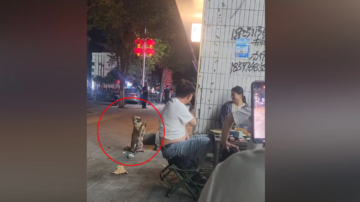狗狗讨吃东西后 双腿作揖道谢视频热传