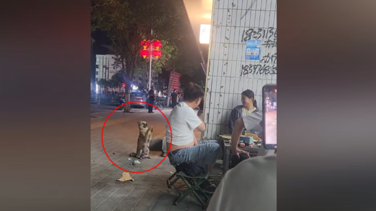 狗狗討吃東西後 雙腿作揖道謝視頻熱傳