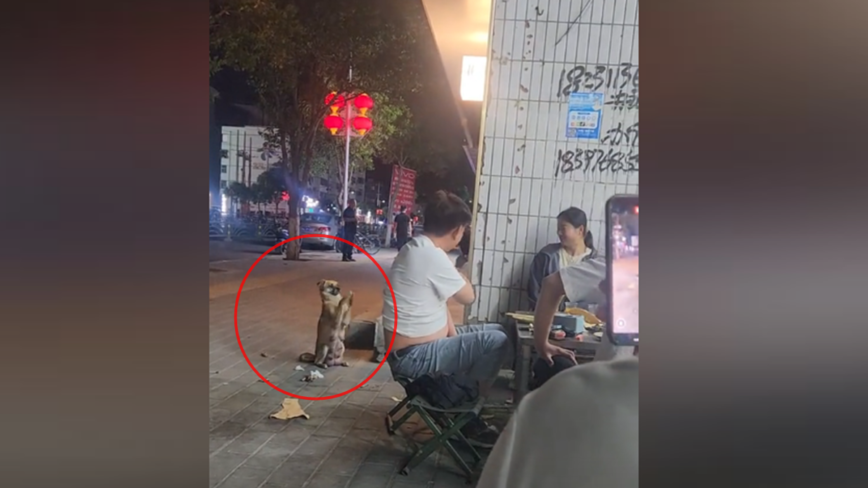 狗狗讨吃东西后 双腿作揖道谢视频热传