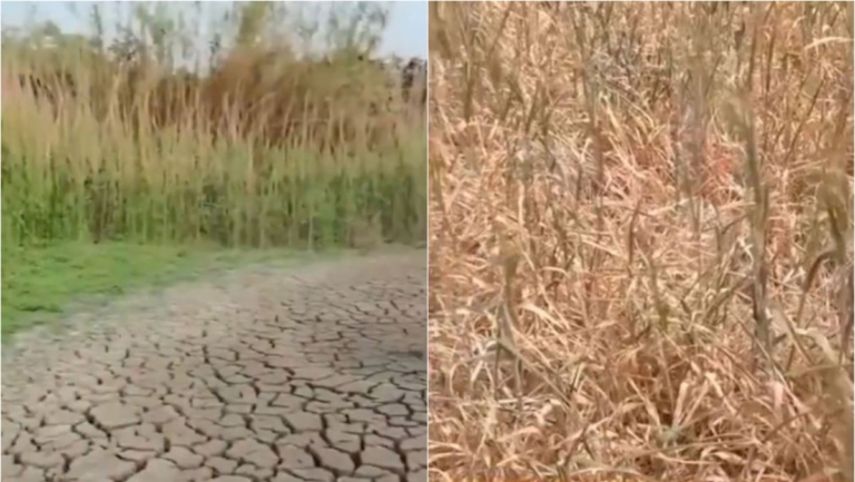 中國多省嚴重乾旱 河南農戶因缺水提前割麥
