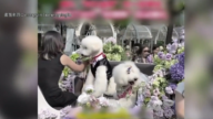 【中國一分鐘】中國怪現象：寵物辦婚禮VS青年結婚數斷崖下跌