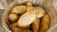 发芽的土豆如何处置?这4种常见做法都错了