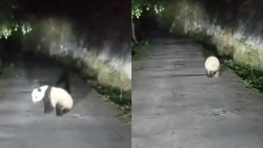 男子秦岭遇大熊猫夜跑：还以为是猪（视频）