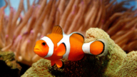 橙白条纹的小丑鱼遇热会变小！科学家揭秘