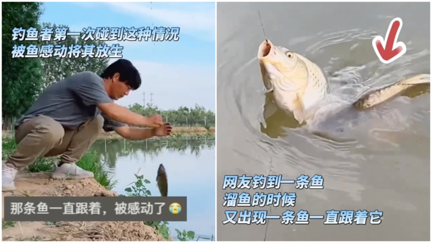 郑州小伙钓到大鱼 另一条鱼生死相随 感动网友（视频）