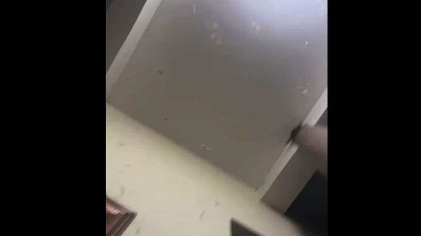 瘆人！中国女吃30只飞蚂蚁后紧急送医（视频）