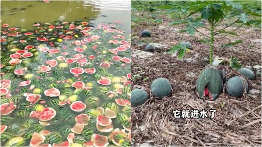 广西西瓜2毛钱一斤无人买 瓜农无奈喂鱼（视频）
