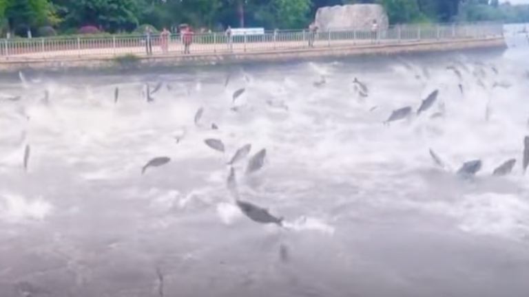 雲南滇池罕見異象 魚群翻騰嚇壞遊客（視頻）