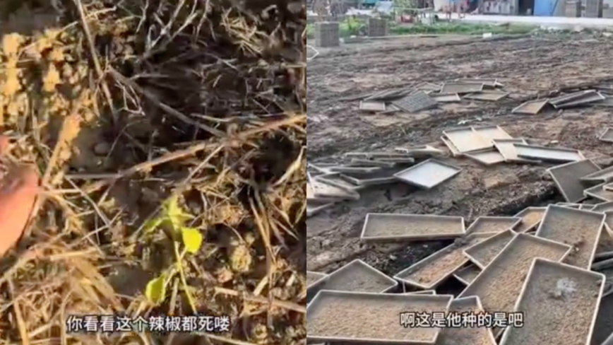 安徽一乡镇20多万亩田地被曝遭污水污染 秧苗死亡（视频）